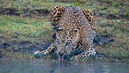 Ein Jaguar trinkt Wasser an einem Wasserloch
