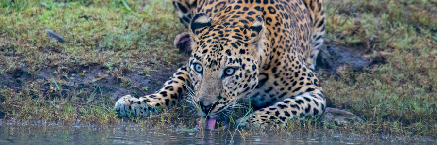 Ein Jaguar trinkt Wasser an einem Wasserloch