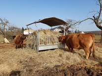 Zwei Murnau-Werdenfelser Kühe fressen an einer Heuraufe