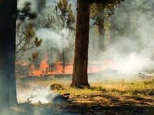 Waldbrände in Europa häufen sich 