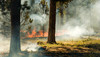 Waldbrände in Europa häufen sich 