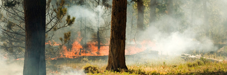 Waldbrände in Europa häufen sich 