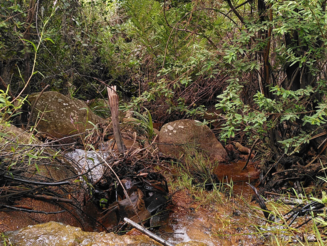 Bachlauf fließt durch Hochlandregenwald in Ankafobe auf Madagaskar