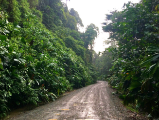 Weg führt durch dicht bewachsenen Regenwald