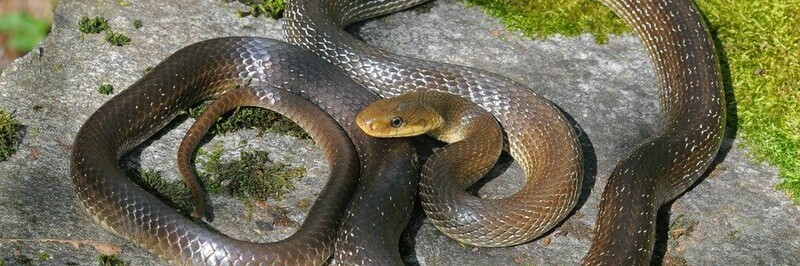 Eine Äskulapnatter sonnt sich auf einem Stein