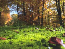 Waldboden bedeckt mit grünem Moos