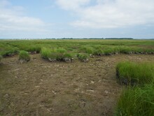 Moorlandschaft des Küstenüberflutungsmoors auf der Insel Kirr