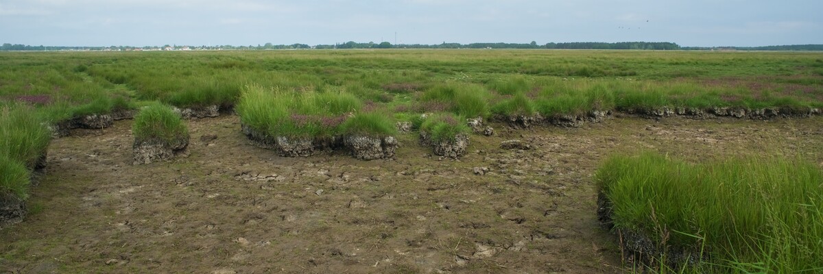 Moorlandschaft des Küstenüberflutungsmoors auf der Insel Kirr
