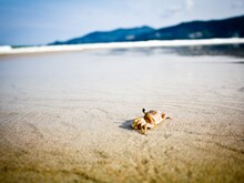 Krabbe an Strand
