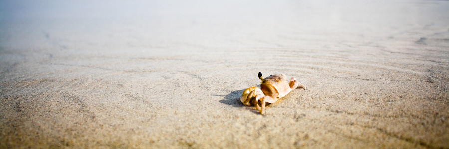 Krabbe an Strand