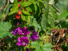 Blühende Pflanzen und reife Himbeeren auf einem nachhaltig bewirtschafteten Acker.