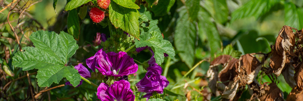 Blühende Pflanzen und reife Himbeeren auf einem nachhaltig bewirtschafteten Acker.