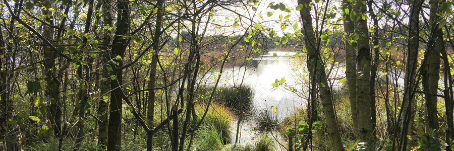 Blick in Moorlandschaft des Hamberger Moors in Niedersachsen