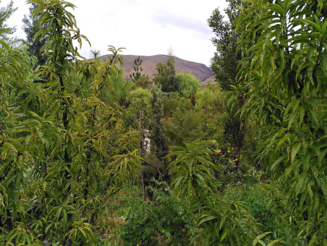 Dicht bewachsene Agroforstparzelle in Arani, Bolivien