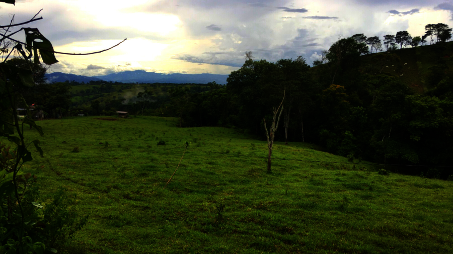 Rinderweide in Costa Rica schmiegt sich an dichten Wald