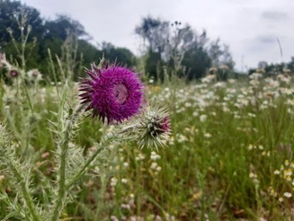 Blühende Wildblumenwiese mit Bienen, Schmetterlingen und weiteren Insekten