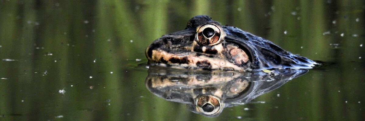 Ein Ochsenfrosch im Wasser