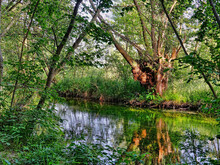 Auwald mit Fluss und Bäumen