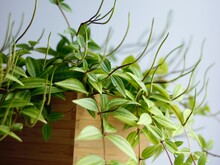 Grüne Blume wuchert in einem Blumenkasten aus Holz