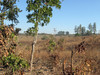 Malawi trockene Felder