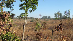 Malawi trockene Felder
