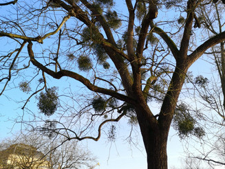 Baum in Park mit vielen Misteln in der Baumkrone