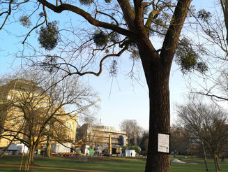 Baum in Park mit vielen Misteln in der Baumkrone