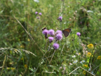 Schmetterling sitzt auf einer Acker-Kratz-Distel, die auf einer Wildblumenwiese sitzt