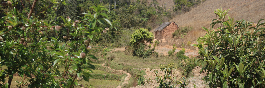 Kleinbäuerliche Anbaufläche neben Resten noch intakten Regenwaldes in Ankafobe auf Madagaskar