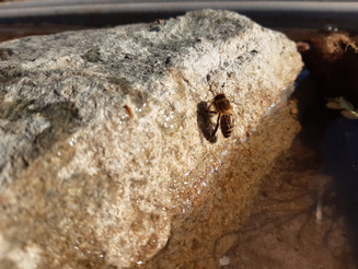 Eine einzelne Biene sitzt auf einem Stein