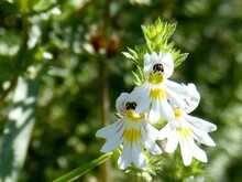 Weiße Blüten des gewöhnlichen Augentrost