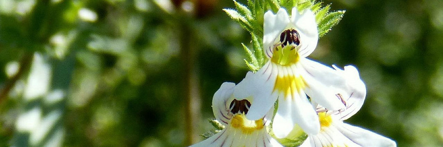Weiße Blüten des gewöhnlichen Augentrost