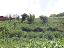 Erste Pflanzen sprießen auf landwirtschaftlicher Anbaufläche in Malawi