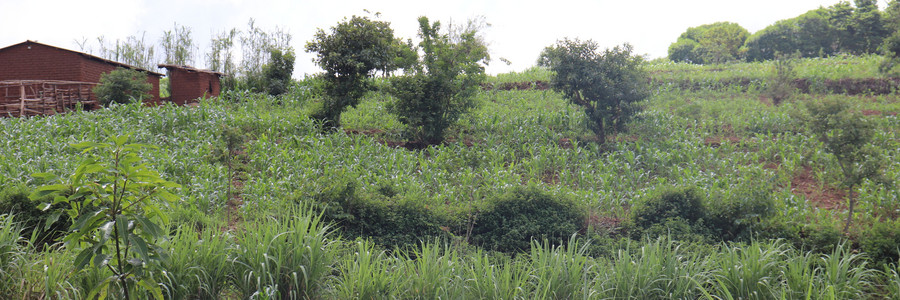 Erste Pflanzen sprießen auf landwirtschaftlicher Anbaufläche in Malawi