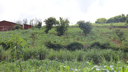 Erste Pflanzen sprießen auf landwirtschaftlicher Anbaufläche in Malawi