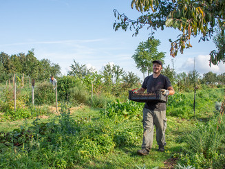 Ein junger Mann erntet Gemüse auf einer Dynamischen Agroforstparzelle der Naturschutzorganisation Naturefund in Wiesbaden