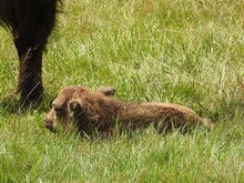 Wisent Kalb liegt auf Weide