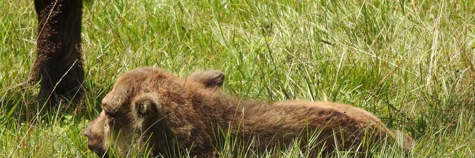 Wisent Kalb liegt auf Weide