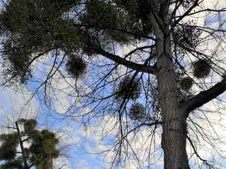 Aktionsplakat gegen Misteln hängt an Baum mit Misteln in der Baumkrone