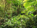 Viele verschiedene Pflanzen wachsen im grünen Dickicht des Regenwaldes in Costa Rica