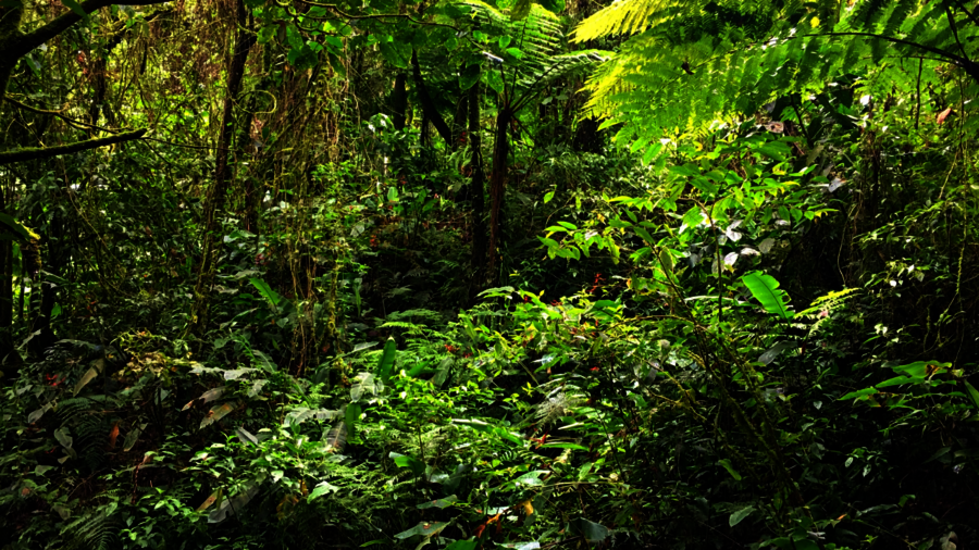 Viele verschiedene Pflanzen wachsen im grünen Dickicht des Regenwaldes in Costa Rica