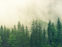 Wald in Nebel gehüllt