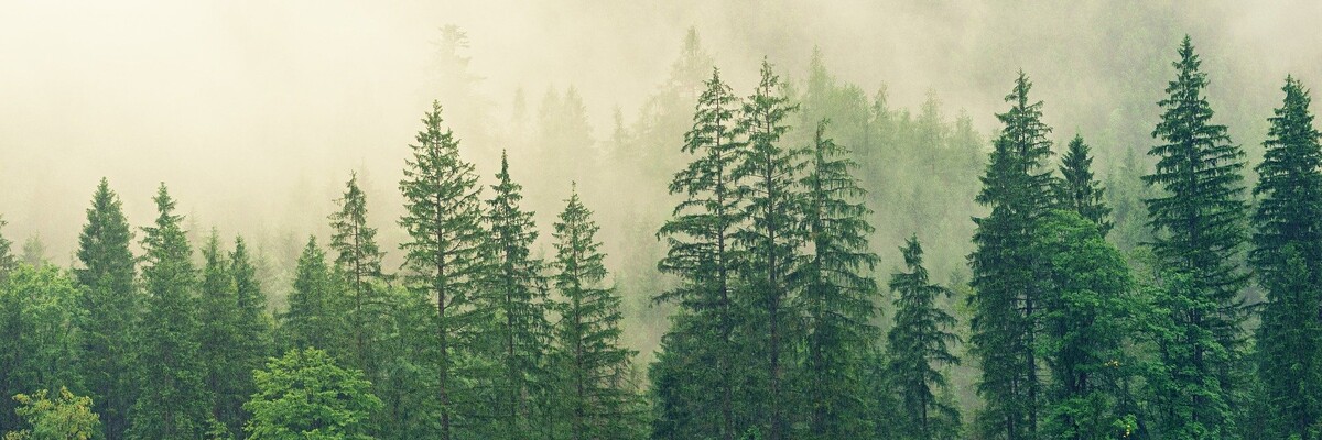 Wald in Nebel gehüllt