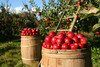 Rote Äpfel liegen in Fässern auf einer Streuobstwiese