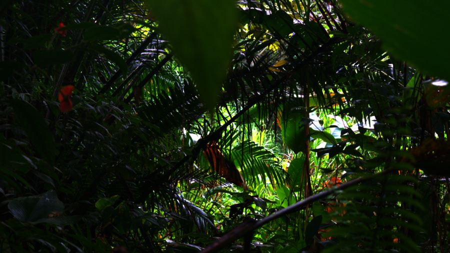 Dichter Bewuchs im Regenwald von Costa Rica