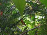 Dichter Bewuchs im Regenwald von Costa Rica