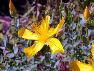 Gelbe Blüte des Johanniskraut in Nahaufnahme