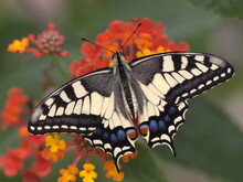 Ein Schmetterling der Art Schwalbenschwanz sitzt auf einer roten Blüte