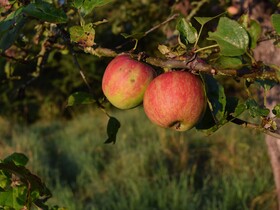 Zwei Äpfel hängen an baum auf Streuobstwiese