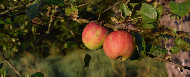 Zwei Äpfel hängen an baum auf Streuobstwiese